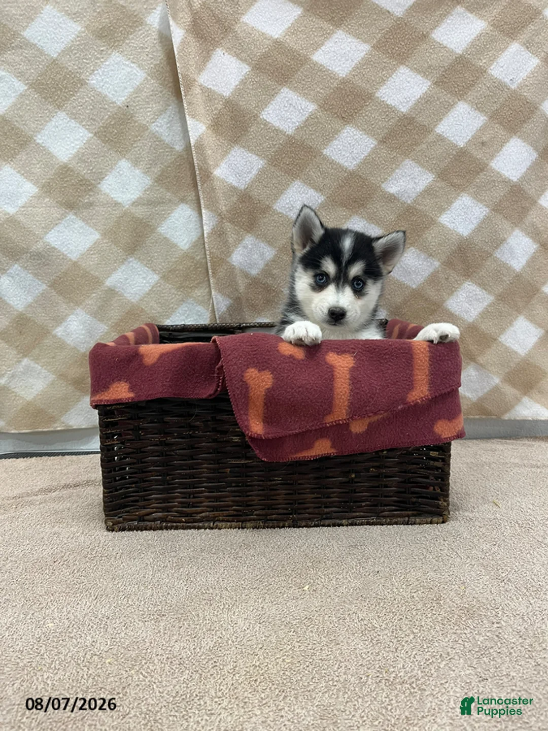 Pomsky dogs for sale: Pluto - Ad 4