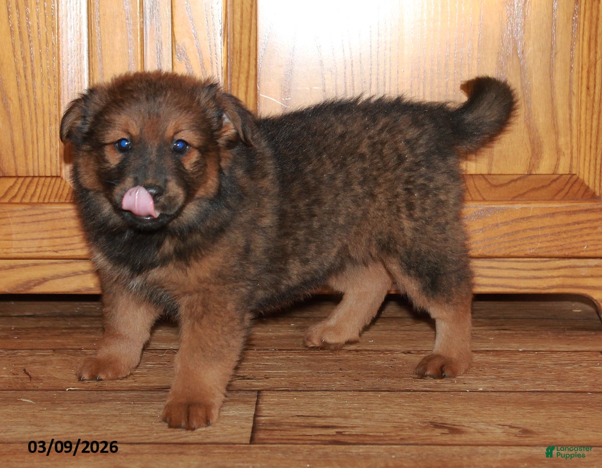 Mixed Breed dogs Bessy - Ad 2