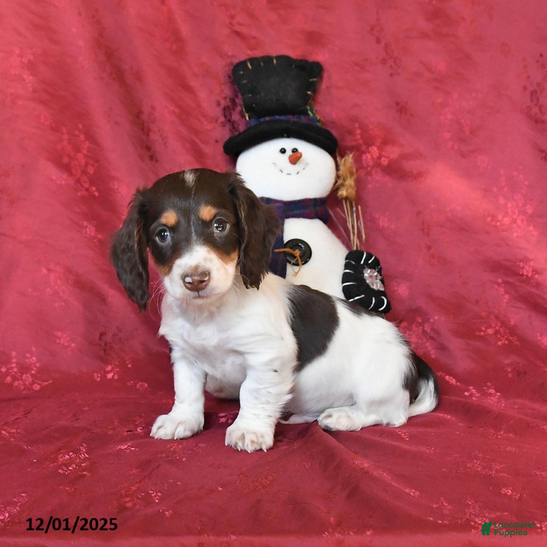 Dachshund dogs for sale: Happy - Ad 3