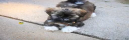 Havanese dogs for sale: Blitz Havanese  - Ad 3