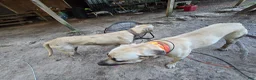 Black Mouth Cur dogs for sale: Black Mouth Cur - Ad 27