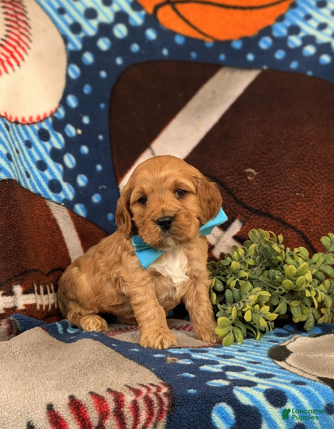 Cockapoo dogs for sale: Donegan - Ad 3