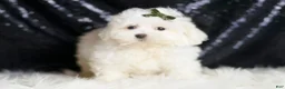 Maltipoo dogs for sale: Tweedle - Ad 5