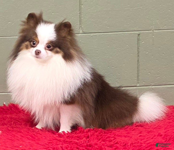 Pomeranian dogs Gunner - Ad 7