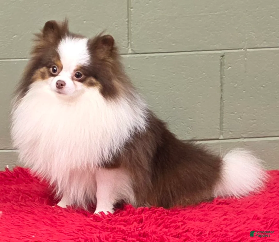 Pomeranian dogs for sale: Gunner - Ad 1