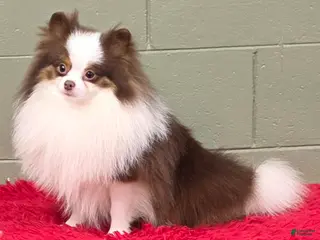 Pomeranian dogs Gunner - Ad 7