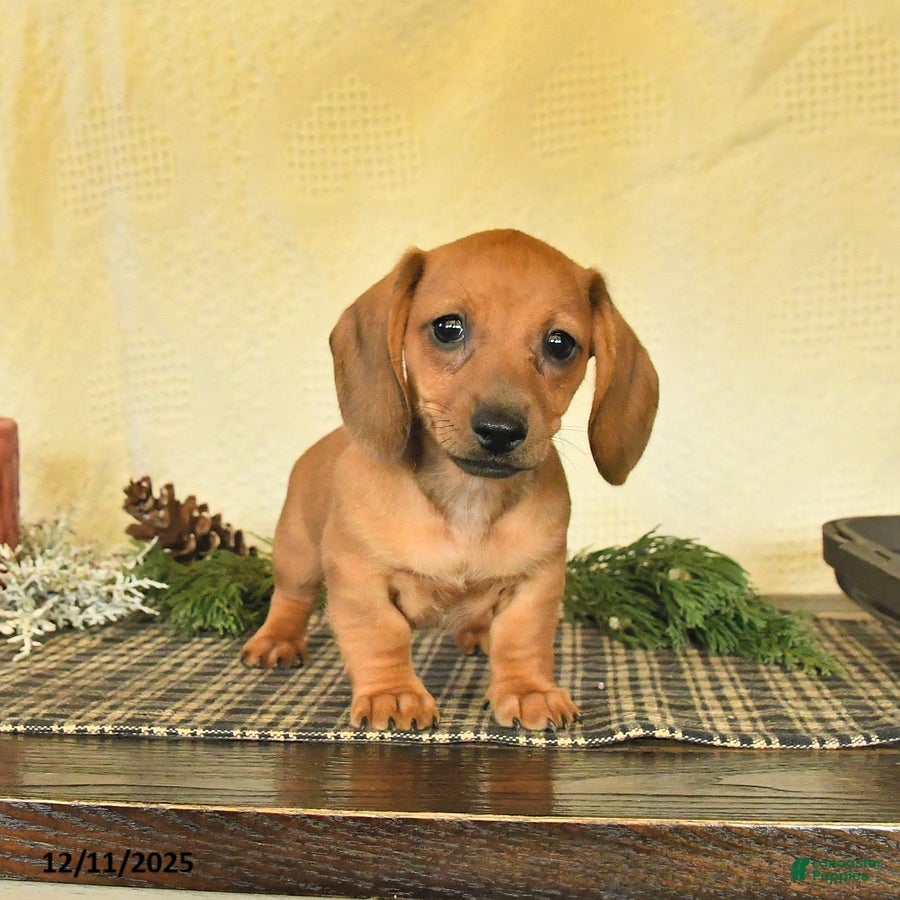 Dachshund dogs Rosie - Ad 11