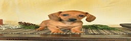 Dachshund dogs for sale: Rosie - Ad 1