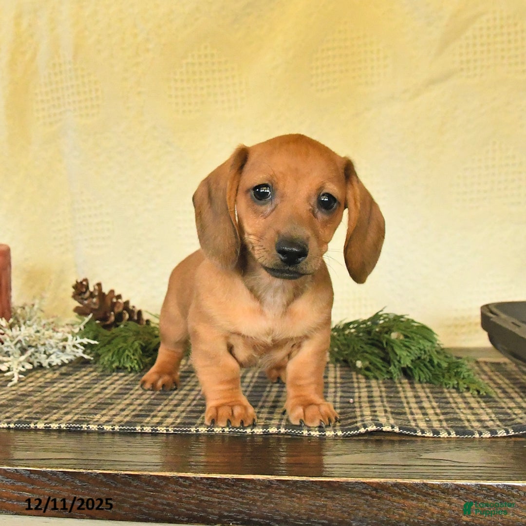 Dachshund dogs for sale: Rosie - Ad 1