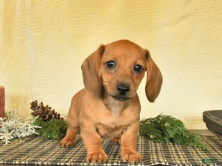 Dachshund dogs Rosie - Ad 9