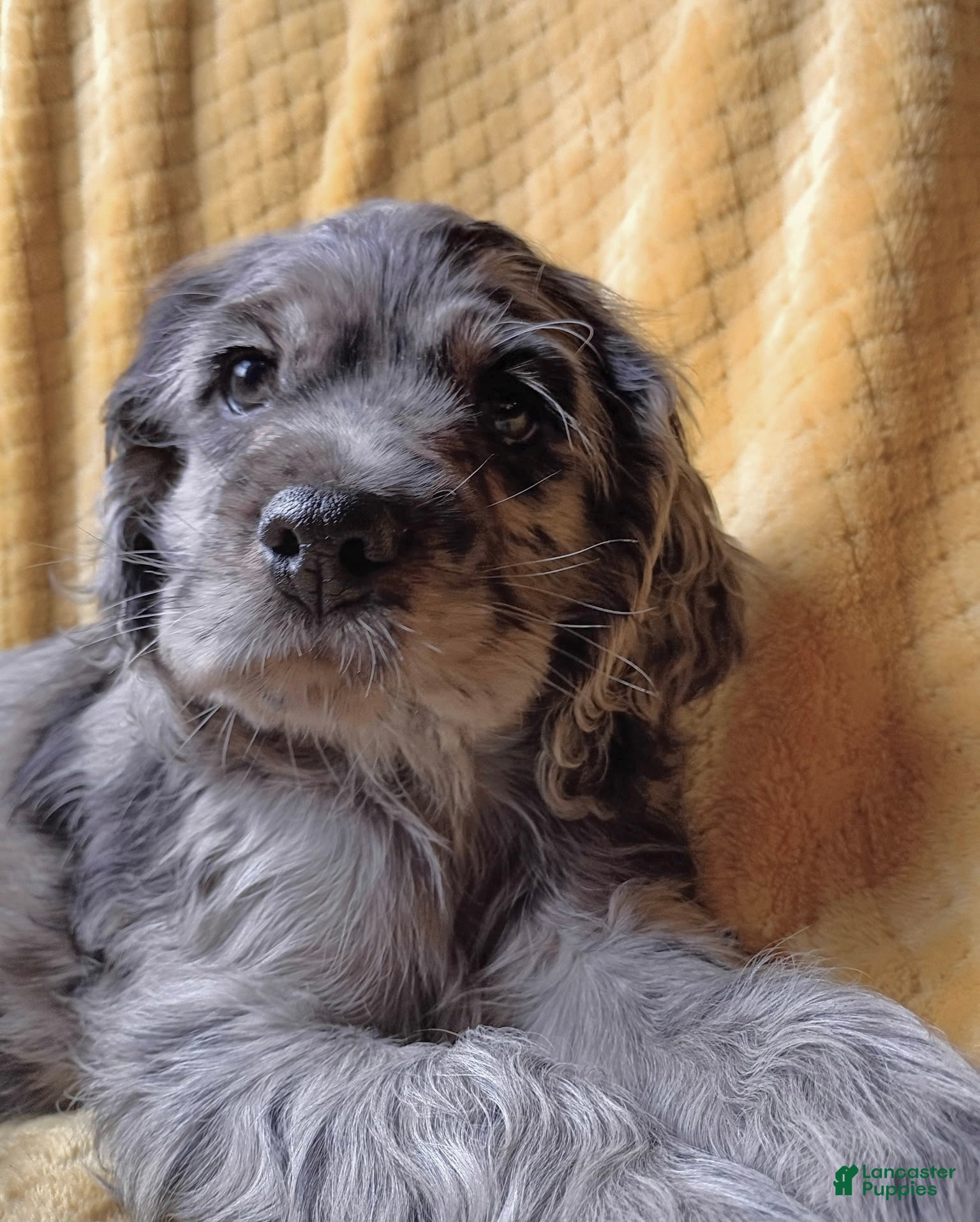 Cocker Spaniel dogs Gustav  - Ad 2