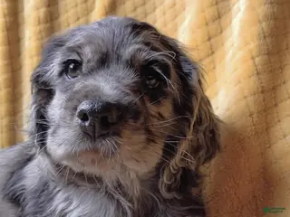 Cocker Spaniel dogs Gustav - Ad 2