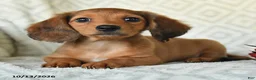 Miniature Dachshund dogs for sale: DeeDee - Ad 3
