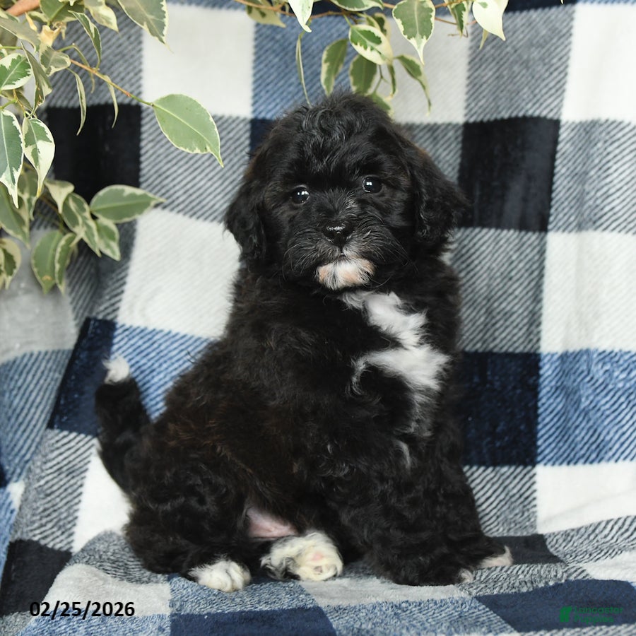 Mixed Breed dogs River - Ad 2