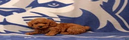 Toy Poodle dogs for sale: Fiona - Ad 4