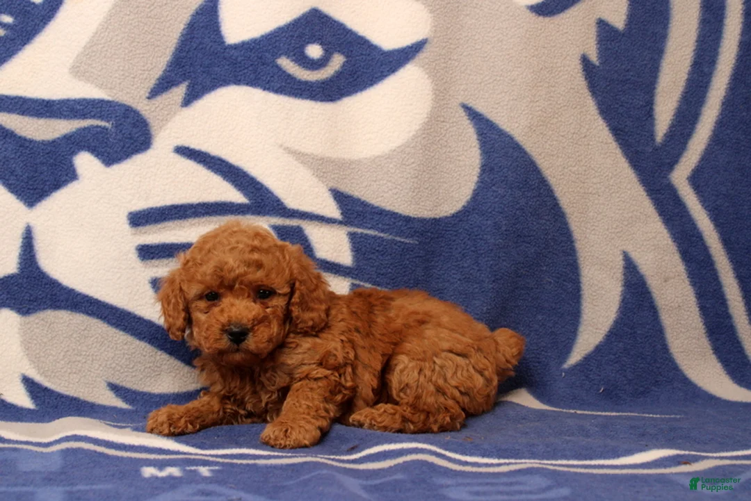 Toy Poodle dogs for sale: Fiona - Ad 4