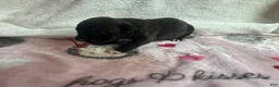 American Bully dogs for sale: American Bully 6 - Ad 7