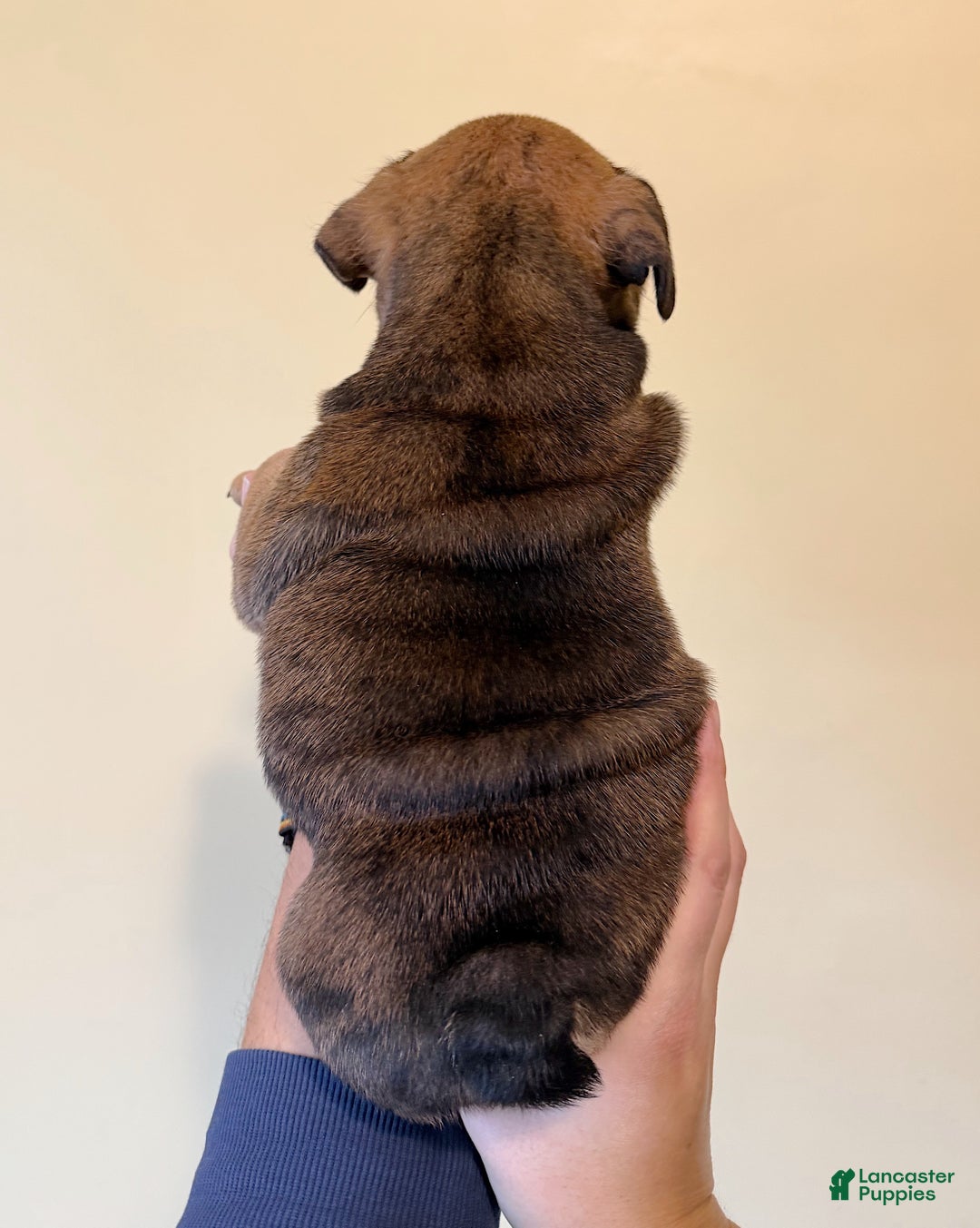 English Bulldog dogs for sale: Biscuits - Ad 8