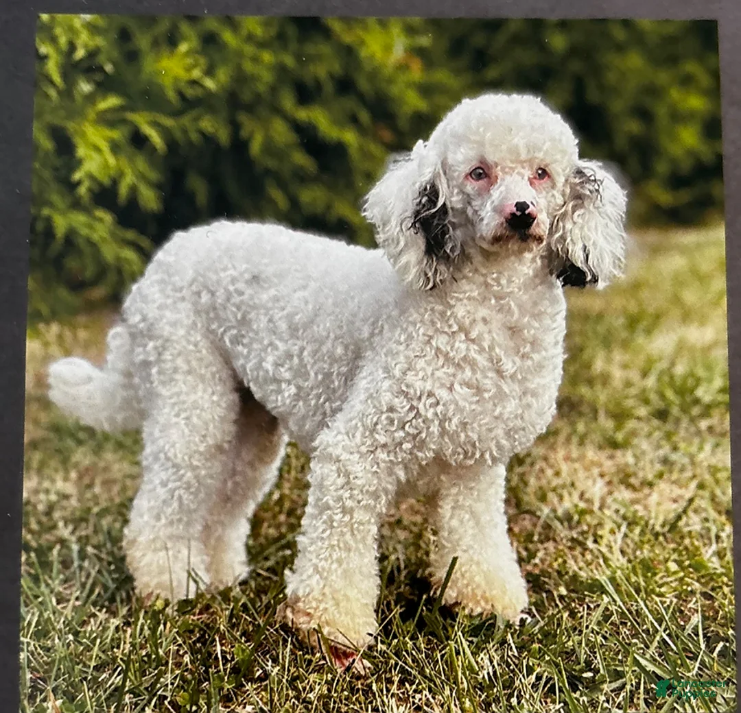 Mini Sheepadoodle dogs for sale: Kobi - Ad 13