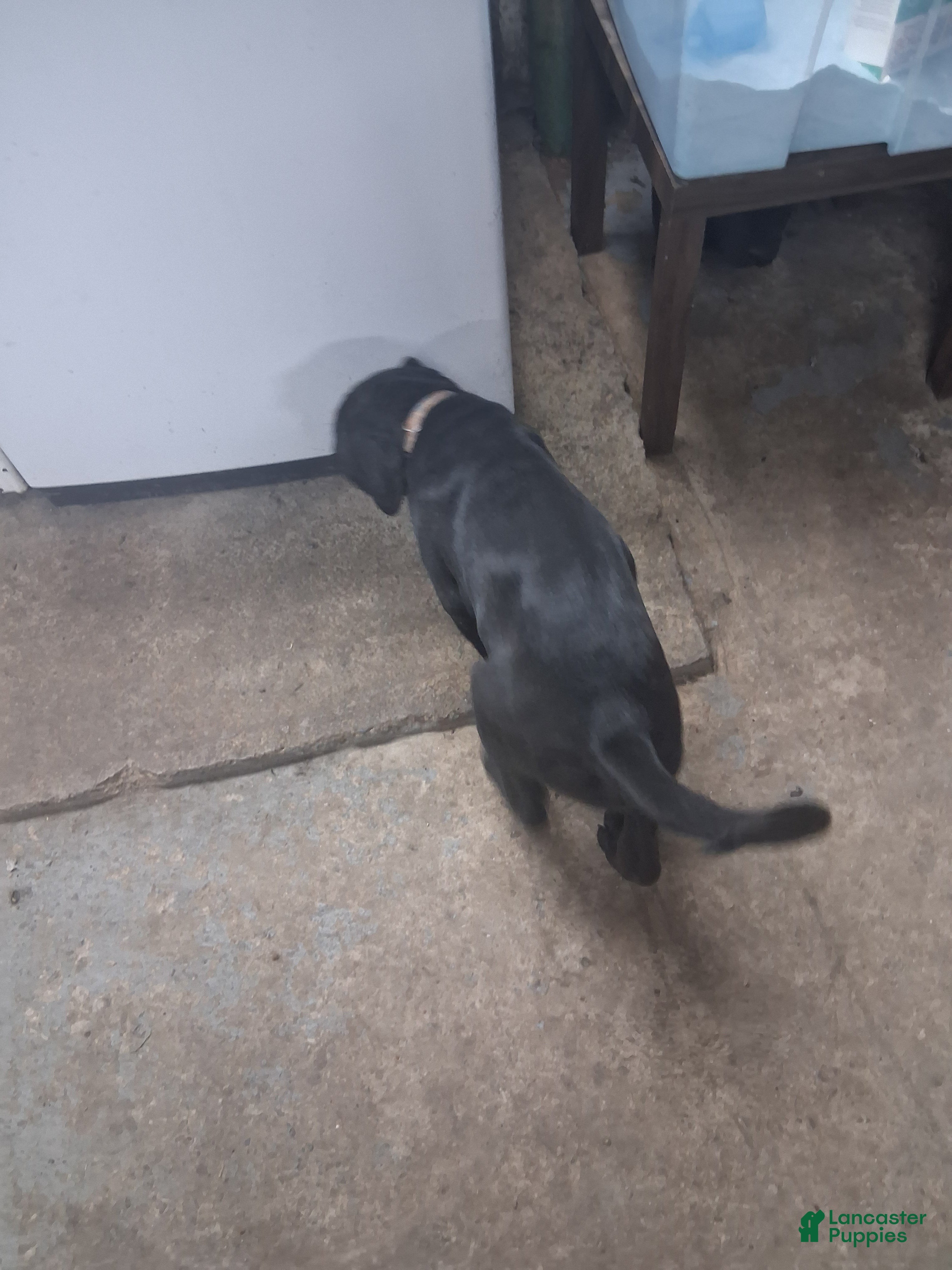 Mixed Breed dogs Mixed Breed Puppy 2tropical - Ad 2