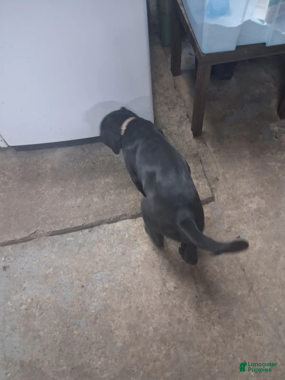 Mixed Breed dogs for sale: Mixed Breed Puppy 2tropical - Ad 2