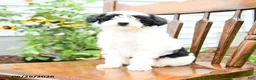 Yorkiepoo dogs for sale: Rose  - Ad 5