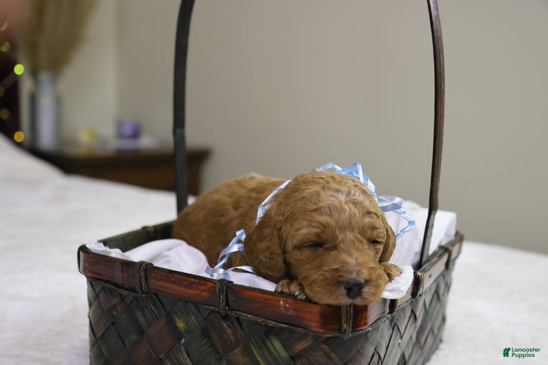 Goldendoodle dogs for sale: Sam - Ad 3