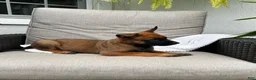 Belgian Malinois dogs for sale: Bronx - Ad 3