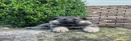 German Shepherd dogs for sale: Wilder - Ad 8