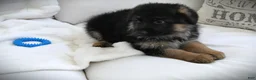 German Shepherd dogs for sale: German Shepherd Pick of litter Male Blue Collar - Ad 10