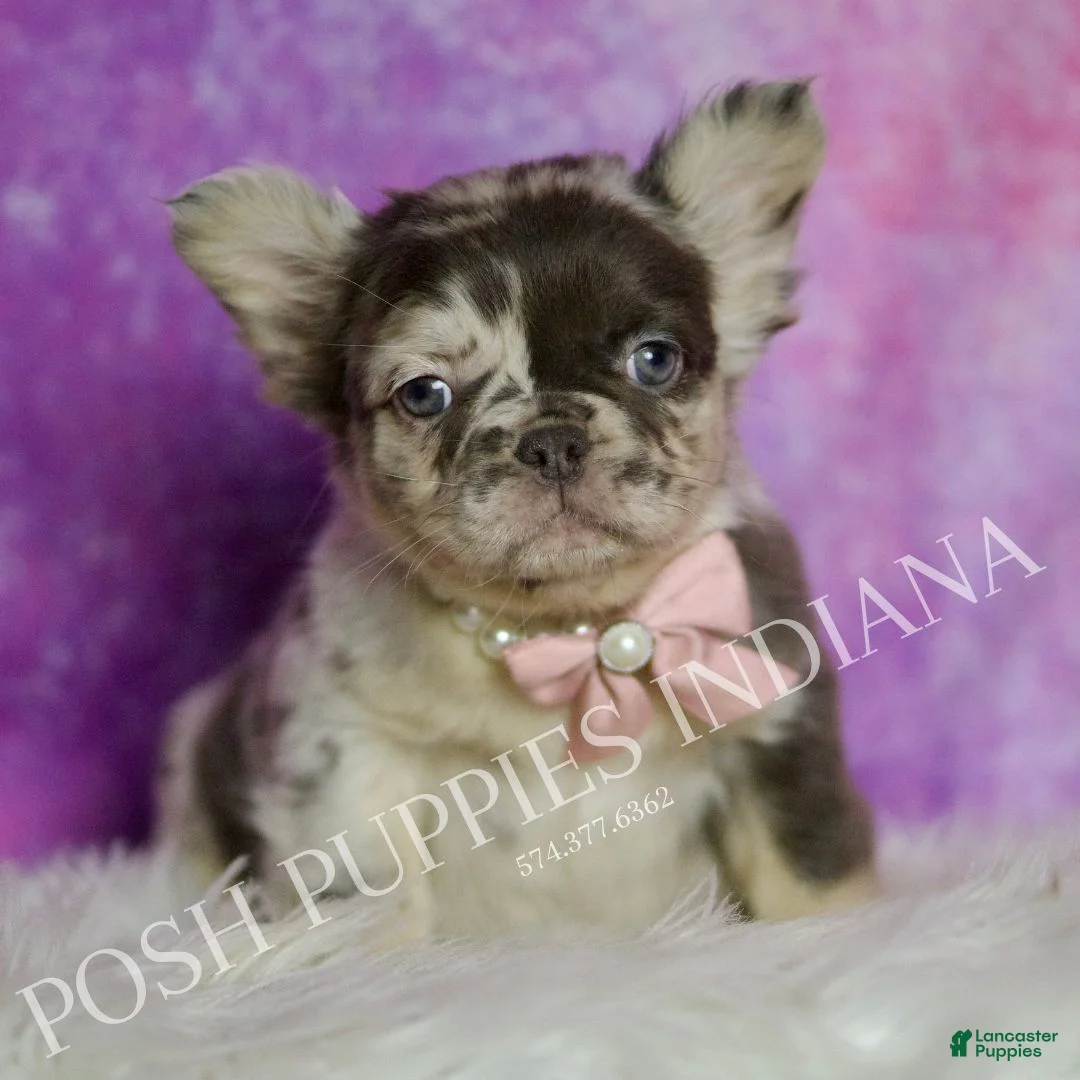 French Bulldog dogs for sale: Cocoa - Ad 5