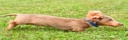 Miniature Dachshund dogs for sale: Bentley - Ad 11