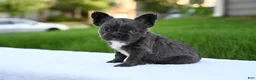 French Bulldog dogs for sale: French Bulldog 2 - Ad 3