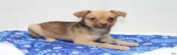 Chihuahua dogs for sale: Chihuahua 3 - Ad 3