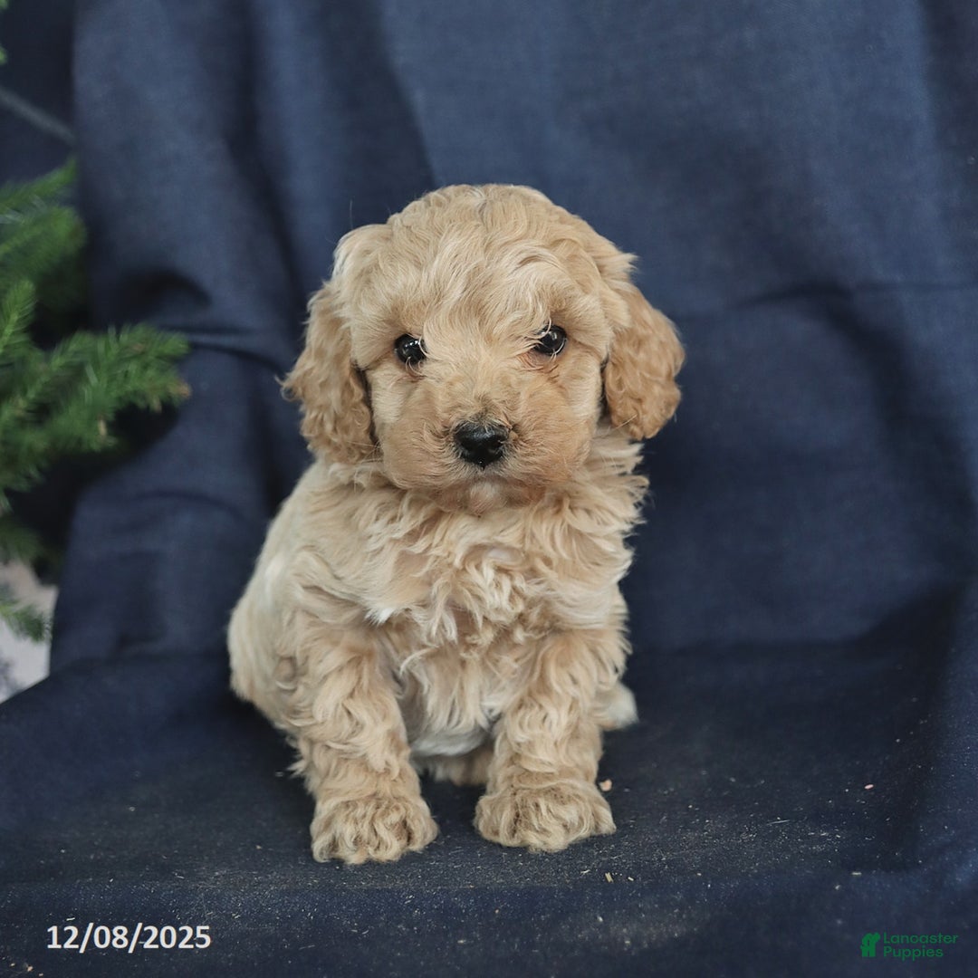 Cockapoo dogs for sale: Candy - Ad 3