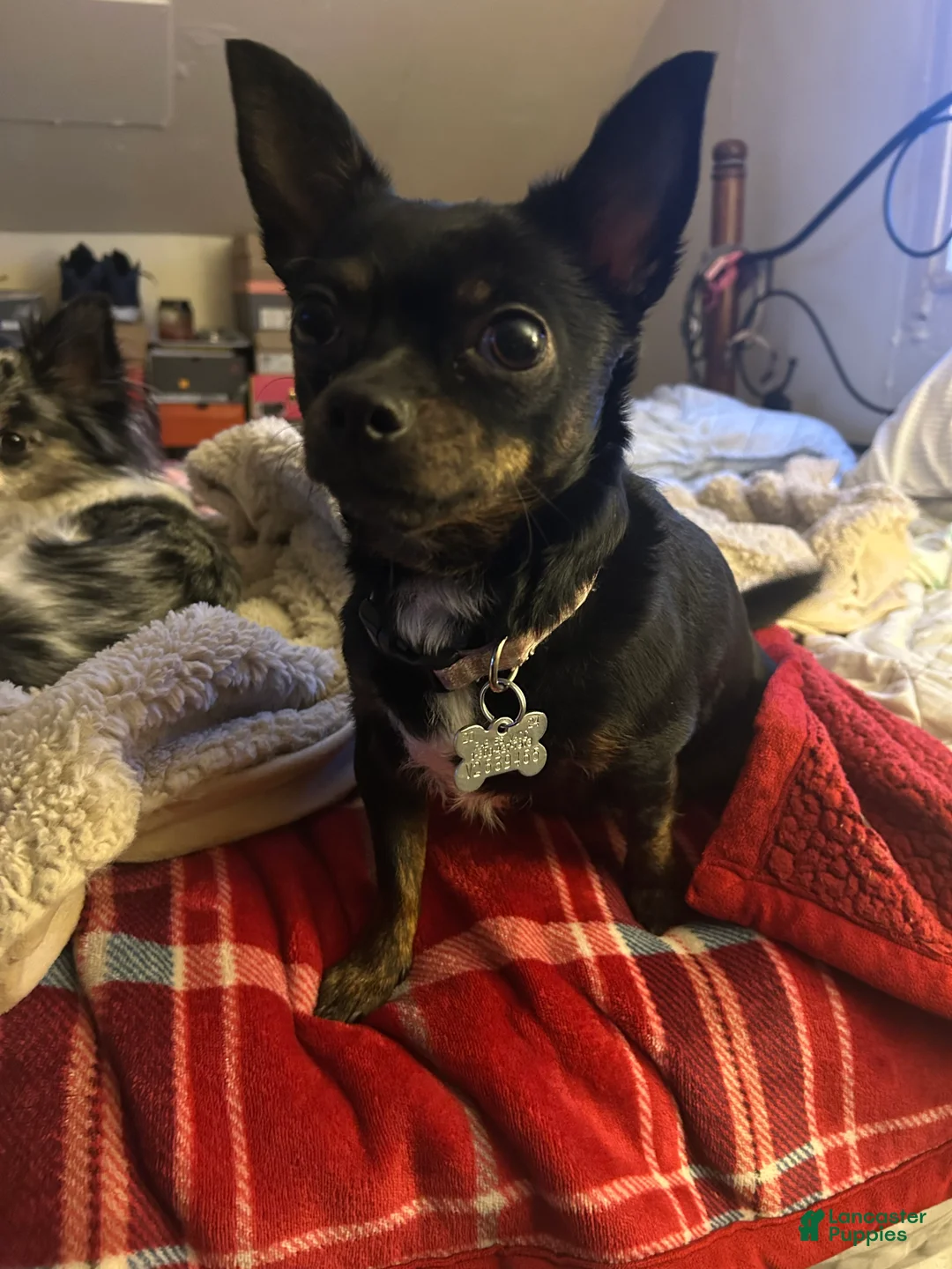 Chihuahua dogs for sale: Chihuahua Puppy 2 - Ad 6