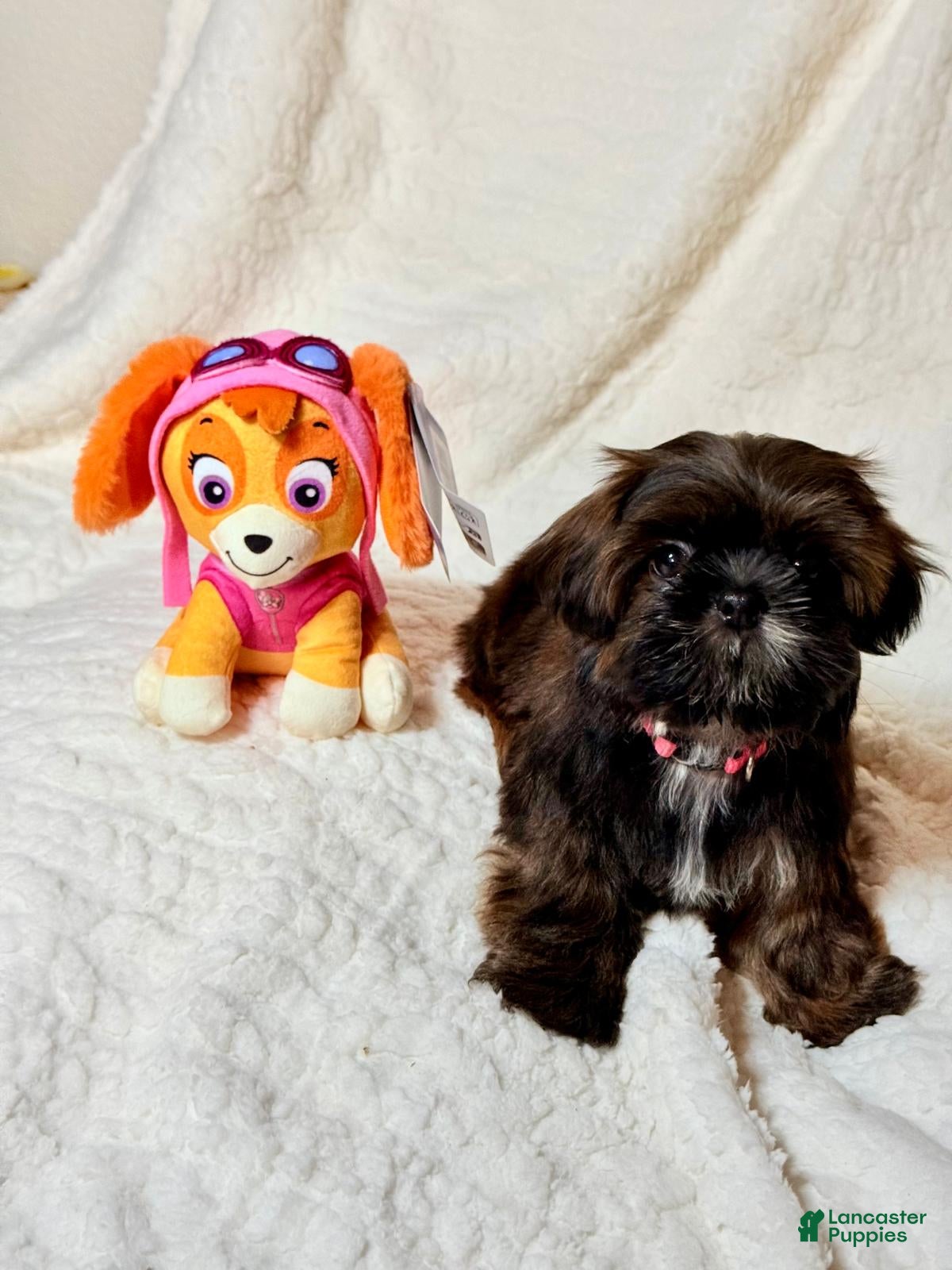 Shih Tzu dogs "Little Girl" Shih Tzu Puppy 2 - Ad 2