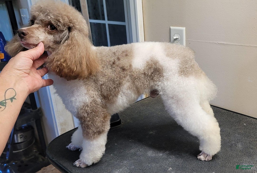 Miniature Poodle dogs for sale: KIRBY - Ad 4