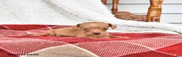 Miniature Dachshund dogs for sale: Graham - Ad 1