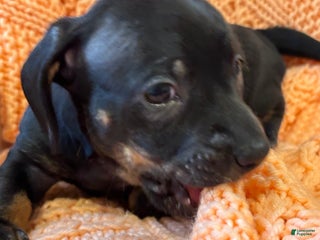 Dachshund dogs - Ad 34