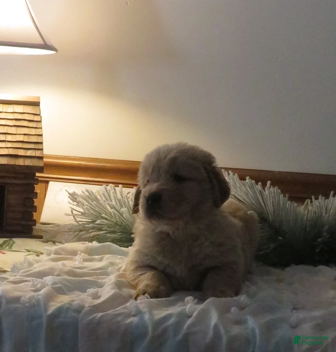 Golden Retriever dogs for sale: TYSON - CHAMPION LINE - Ad 3