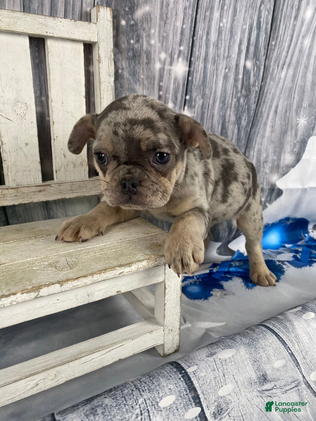 Mixed Breed dogs for sale: Buddy - Ad 11