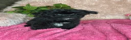 Yorkiepoo dogs for sale: Bubbles  - Ad 4