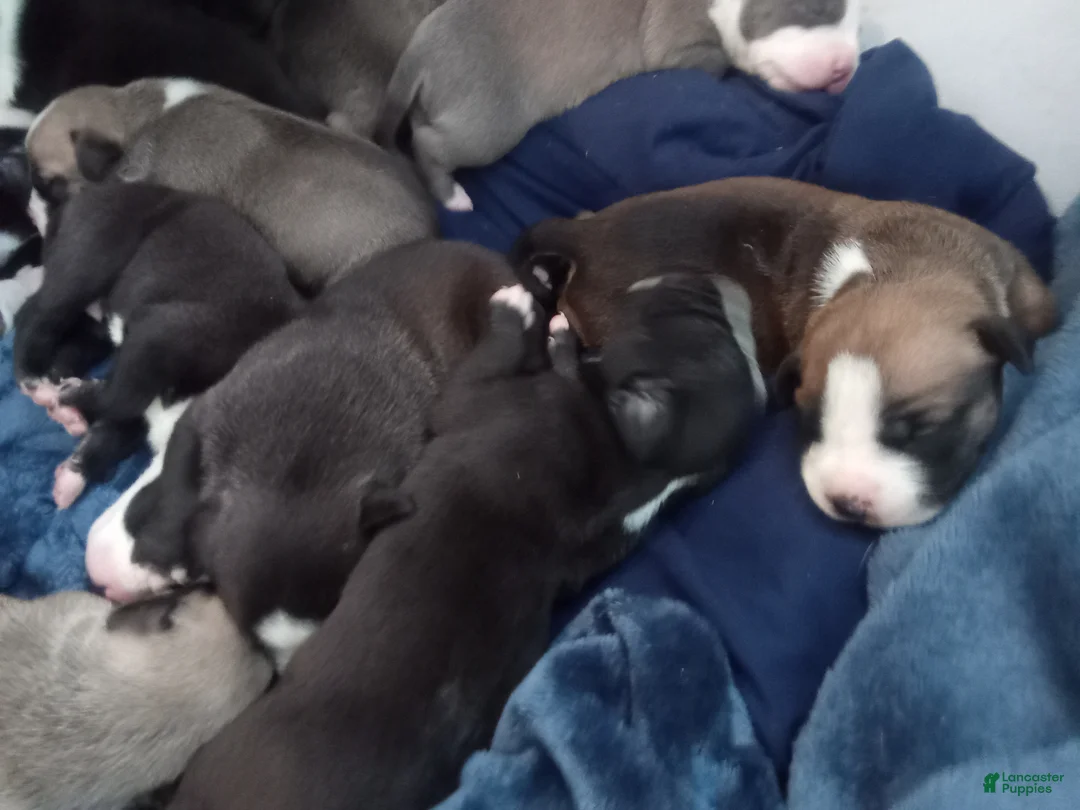 American Pit Bull Terrier dogs for sale: American Pit Bull Terrier Puppy 11 - Ad 27