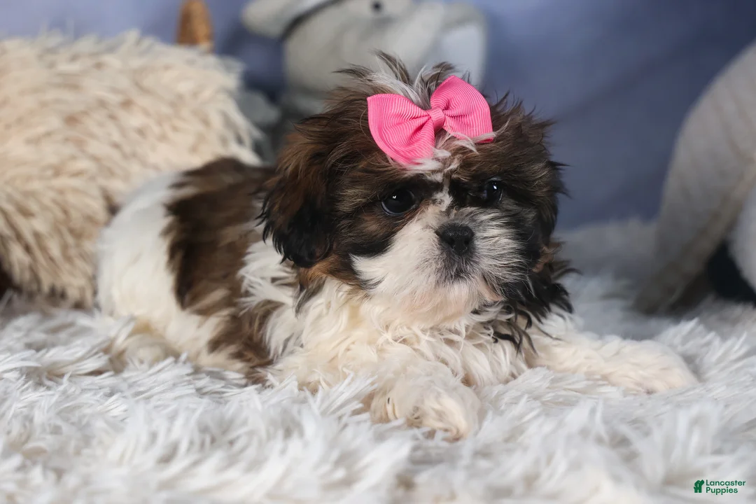 Shih Tzu dogs for sale: JENA - Ad 2