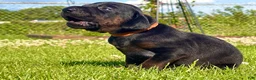 Mixed Breed dogs for sale: Slade - Ad 5