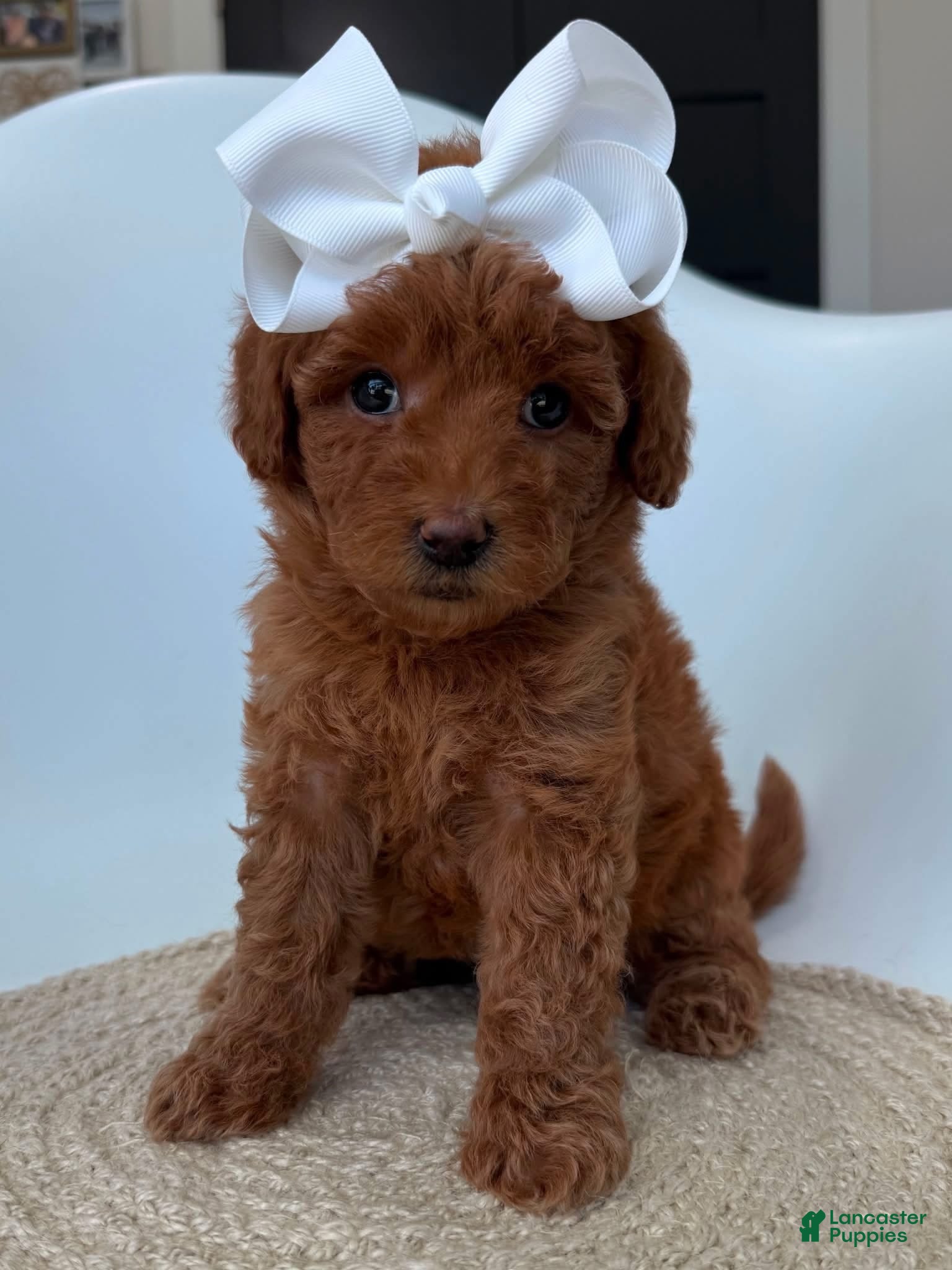Goldendoodle dogs K Purple Girl - Ad 1