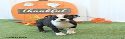 Boston Terrier dogs for sale: Yosemite - Ad 1