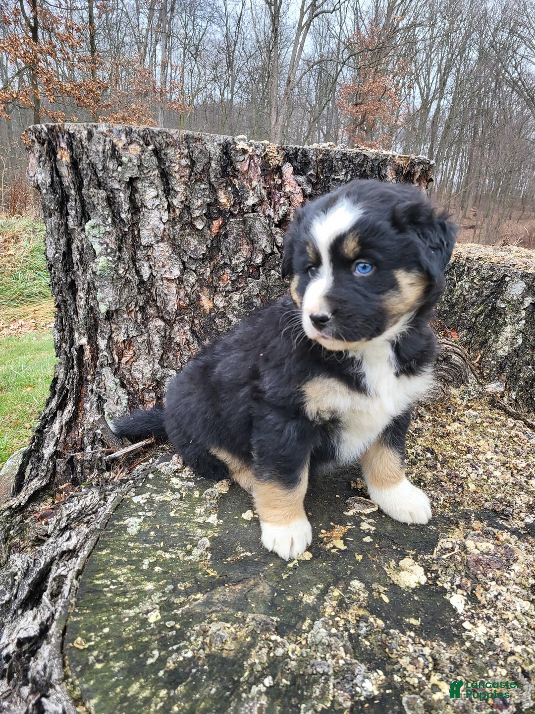 Mixed Breed dogs for sale: Champ - Ad 2