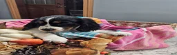English Springer Spaniel dogs for sale: English Springer Spaniel 3 - Ad 1